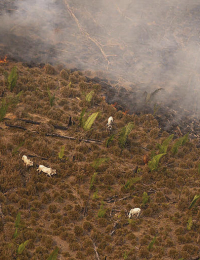 Fire Moratorium - Deforestation and Fire Monitoring in the Amazon in August, 2020Moratória do Fogo - Monitoramento de Desmatamento e Queimadas na Amazônia em Agosto de 2020